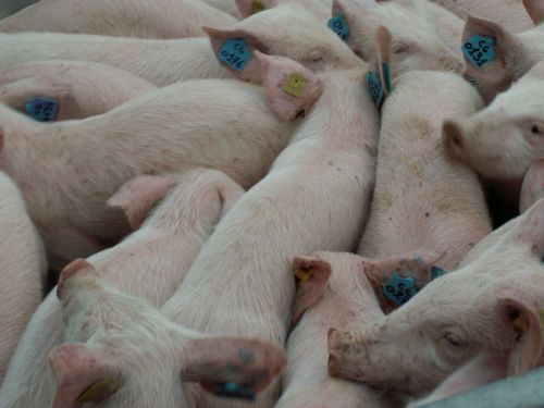 Под Мензелинском намерены возрождать генофонд свиней: жители выступили против