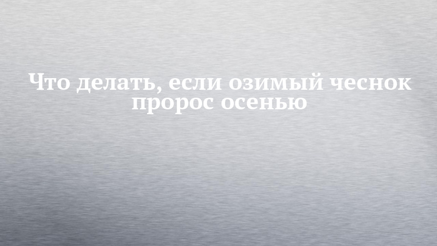 Что делать, если озимый чеснок пророс осенью