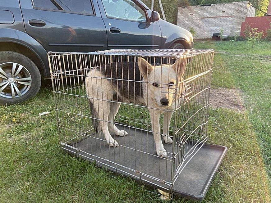 В Татарстане начали отлов агрессивных бездомных собак