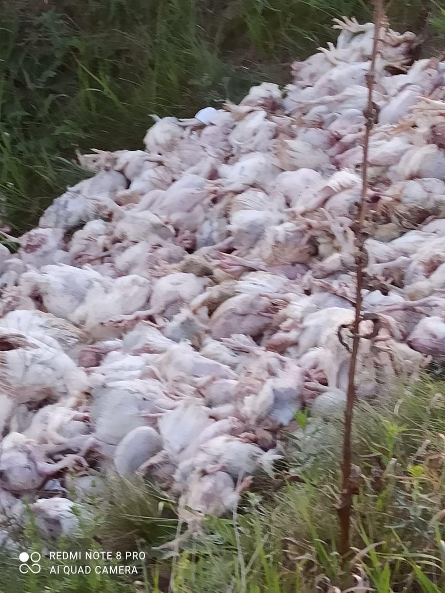 В Татарстане в овраге обнаружена куча мертвых и живых цыплят