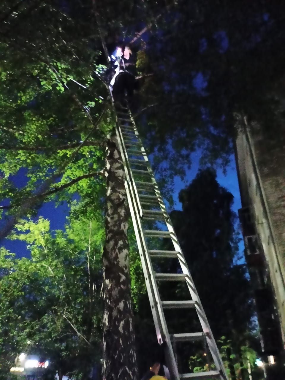 В Татарстане спасатели сняли с высокого дерева мужчину