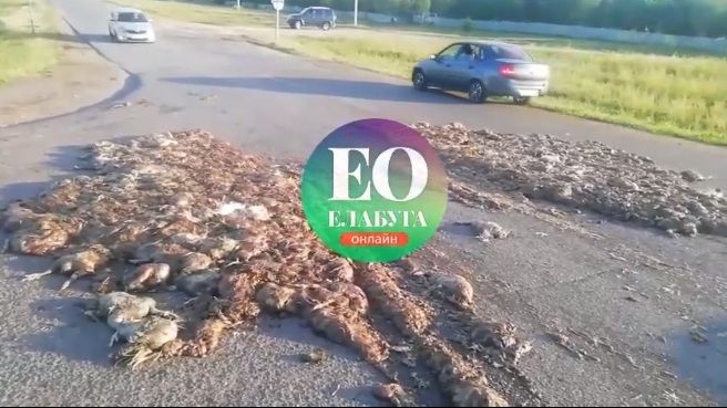 На дорогу в Татарстане выпала гора мертвых кур