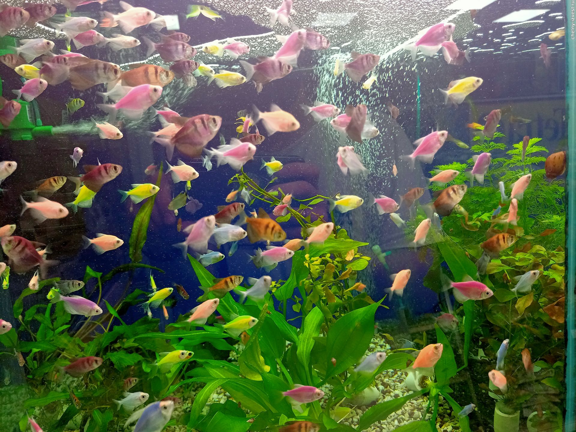 аквариум рыбки
