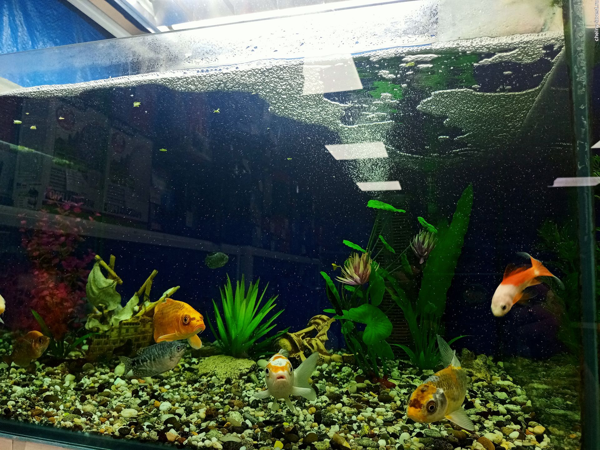 аквариум рыбки