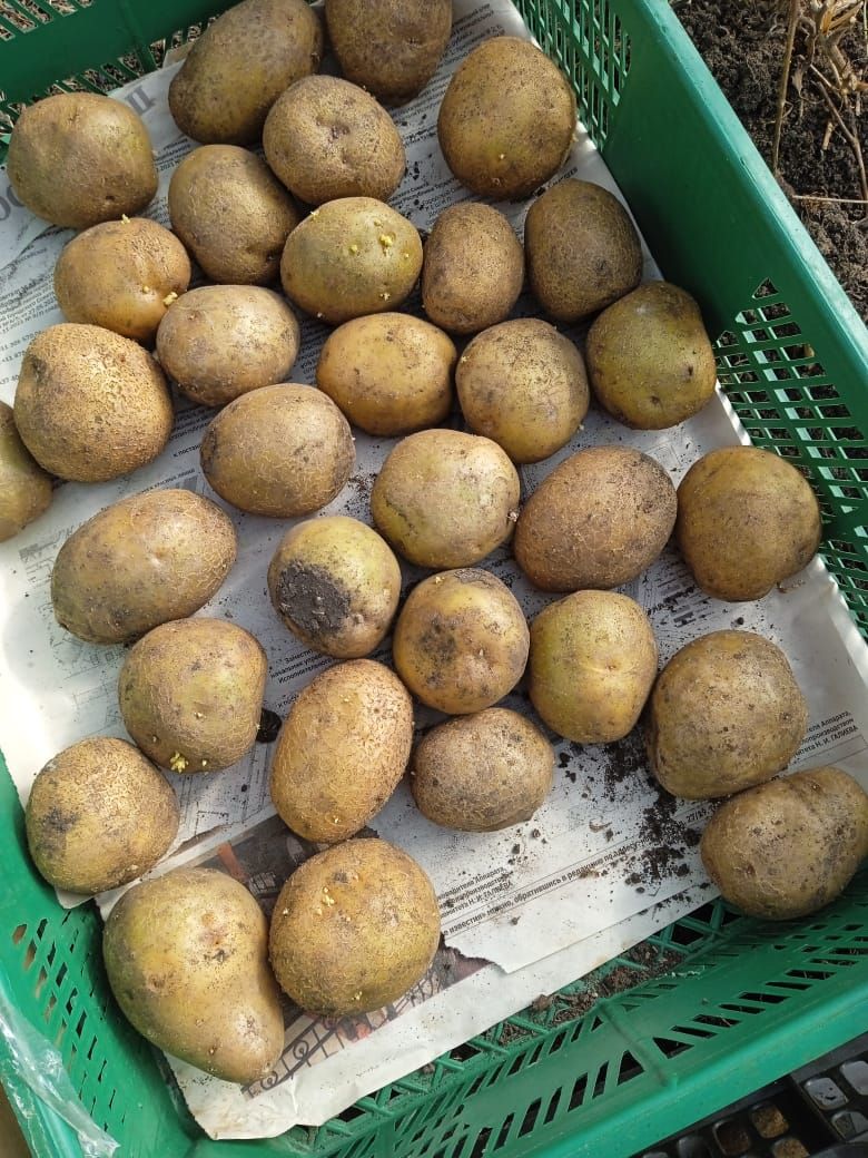 По 25 ведер урожая с одного ведра клубней: биолог и фермер знают, когда  сажать картофель