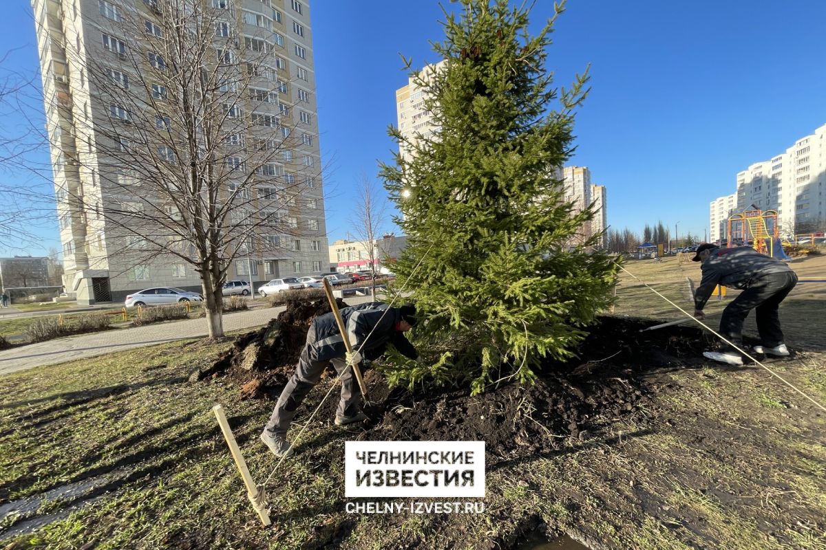 В 60-м комплексе Челнов посадили 5-метровую ель к следующему Новому году |  08.04.2023 | Набережные Челны - БезФормата