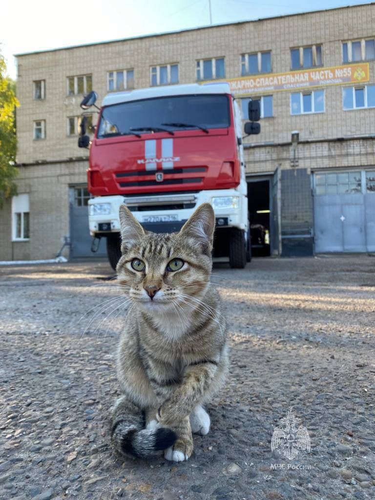 В пожарной части Набережных Челнов служит кот Лафет