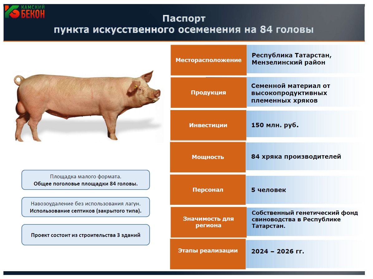 Под Мензелинском намерены возрождать генофонд свиней: жители выступили  против