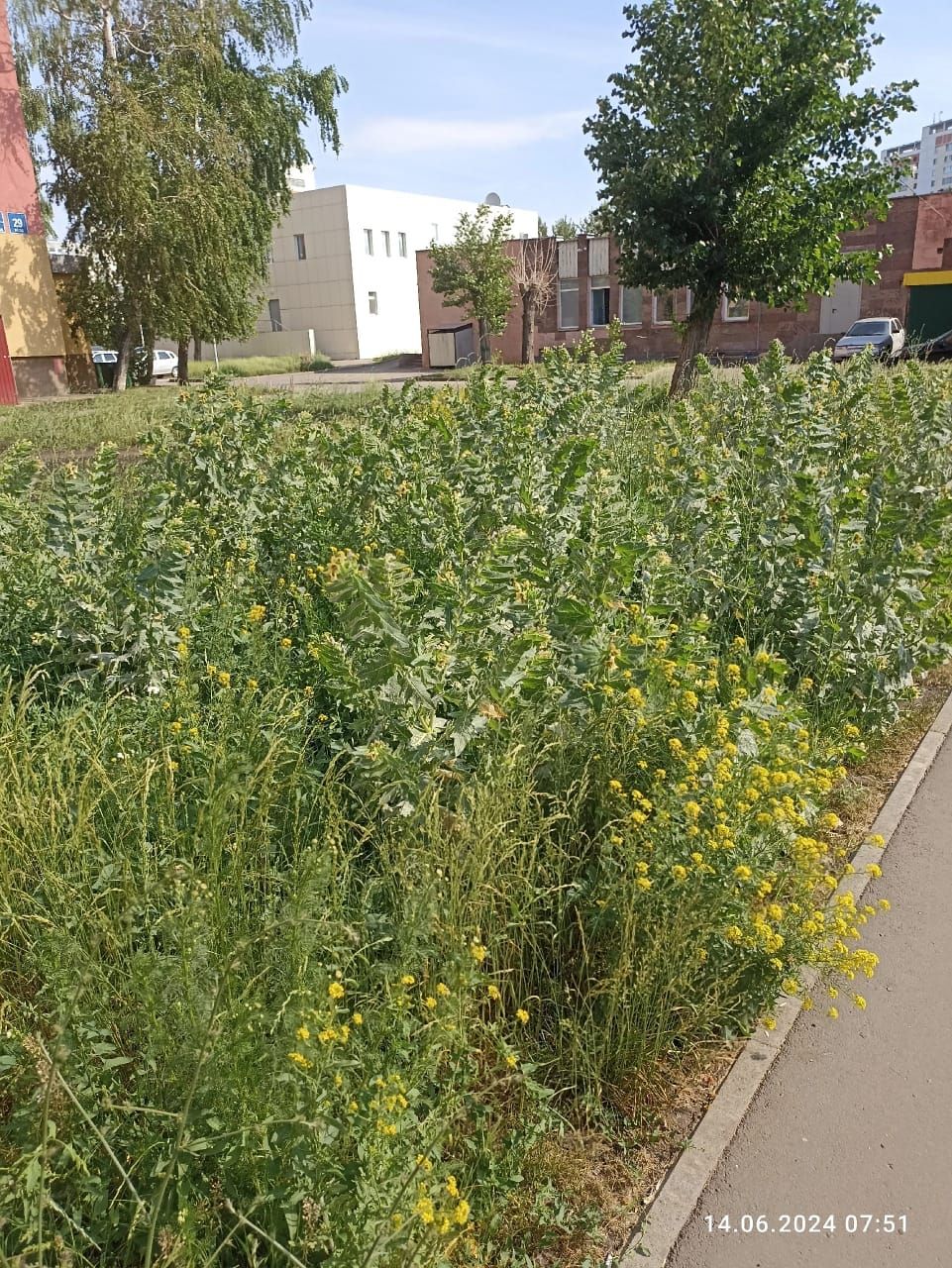 В центре Набережных Челнов уничтожили заросли белены возле жилого дома