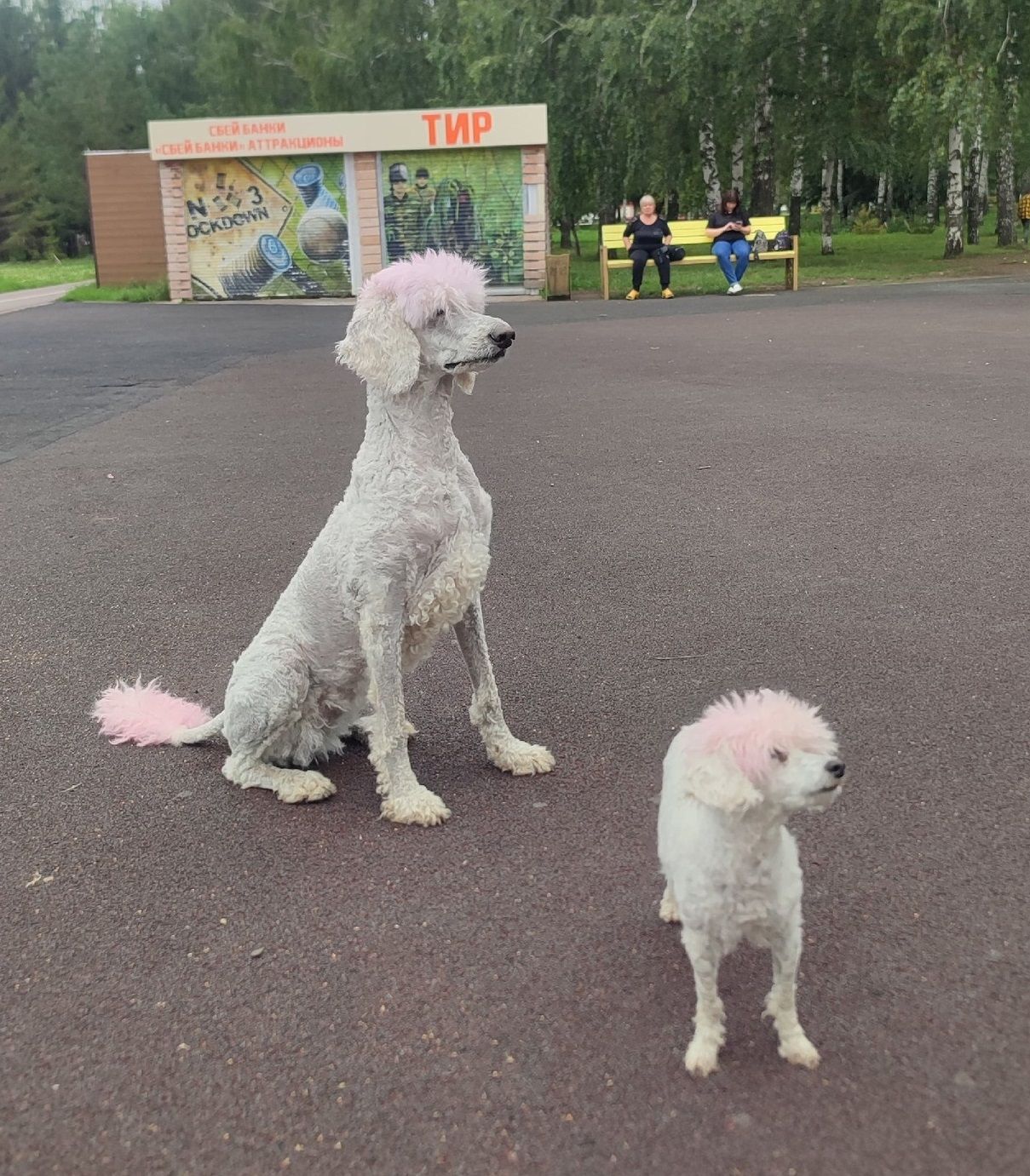 Серый пудель