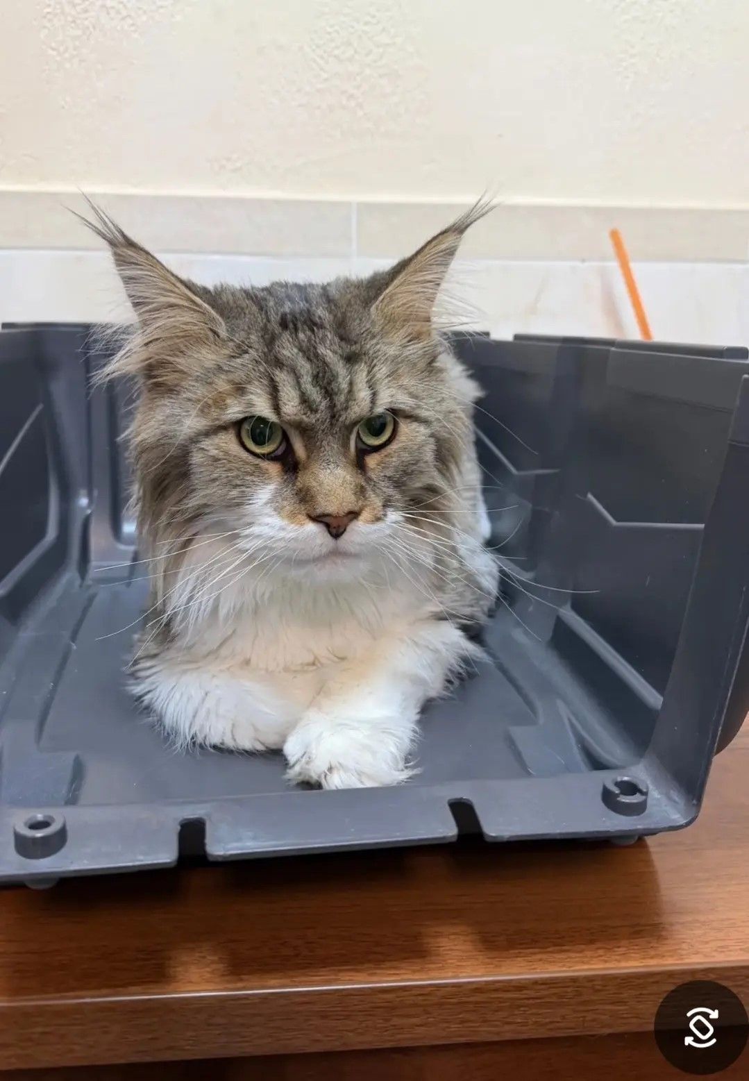 кот мэйн-кун сдал анализы перед выездом за рубеж