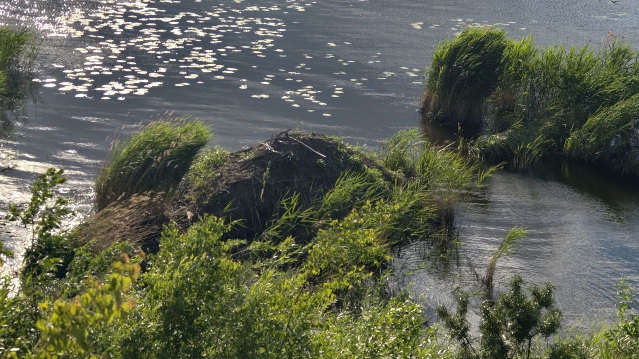 хатка бобров в Чаллы Яре