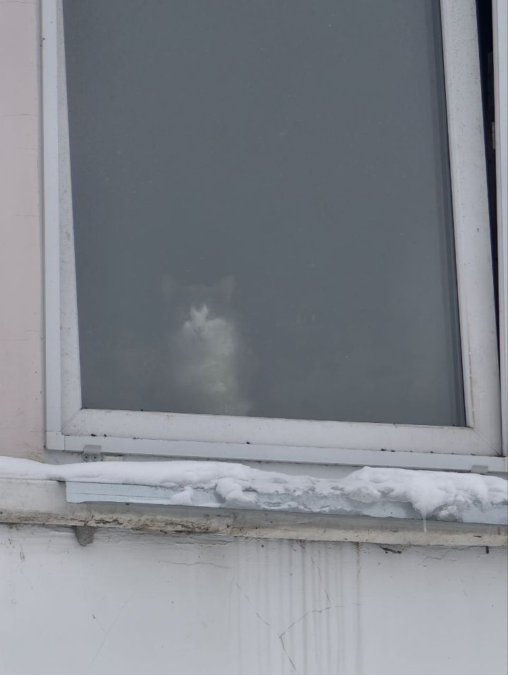 Кошки, выбежавшие из этой квартиры, были неухоженные, исхудавшие, болезненные