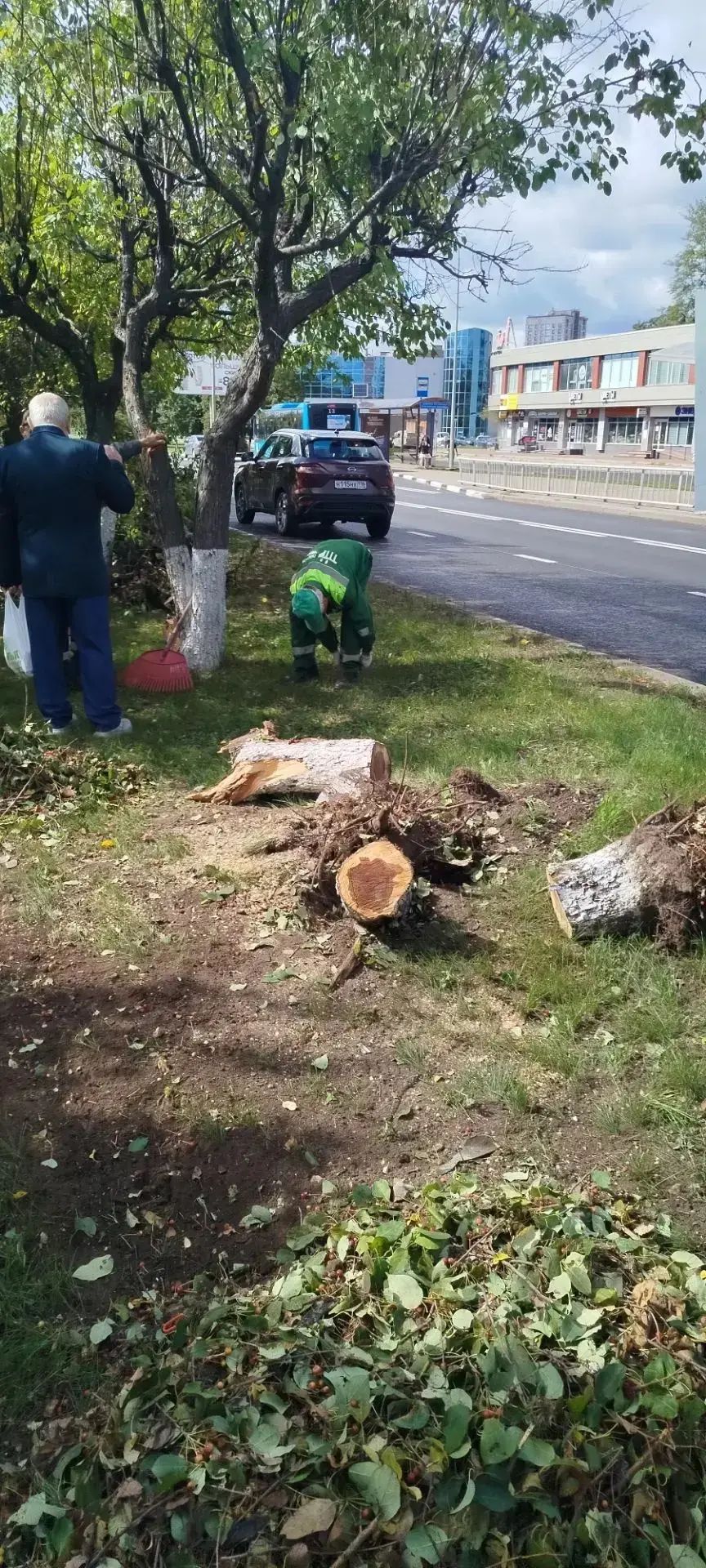 Яблони на проспекте Мира
