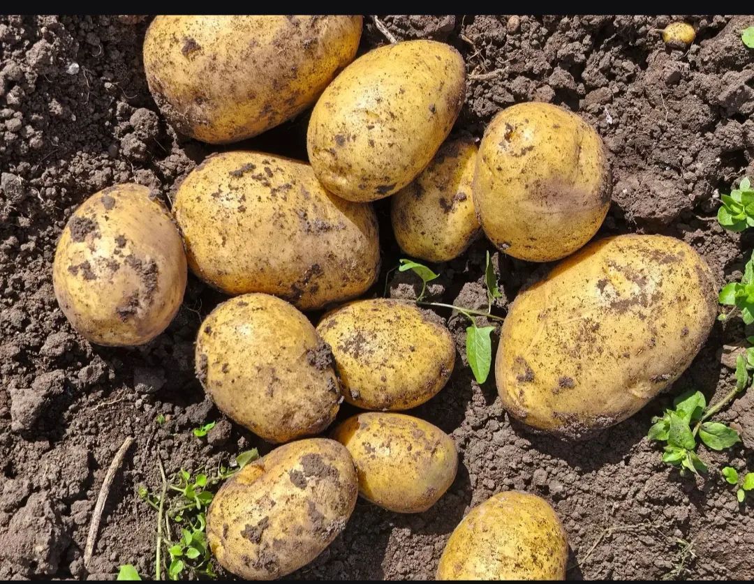 Как сохранить картофель до весны