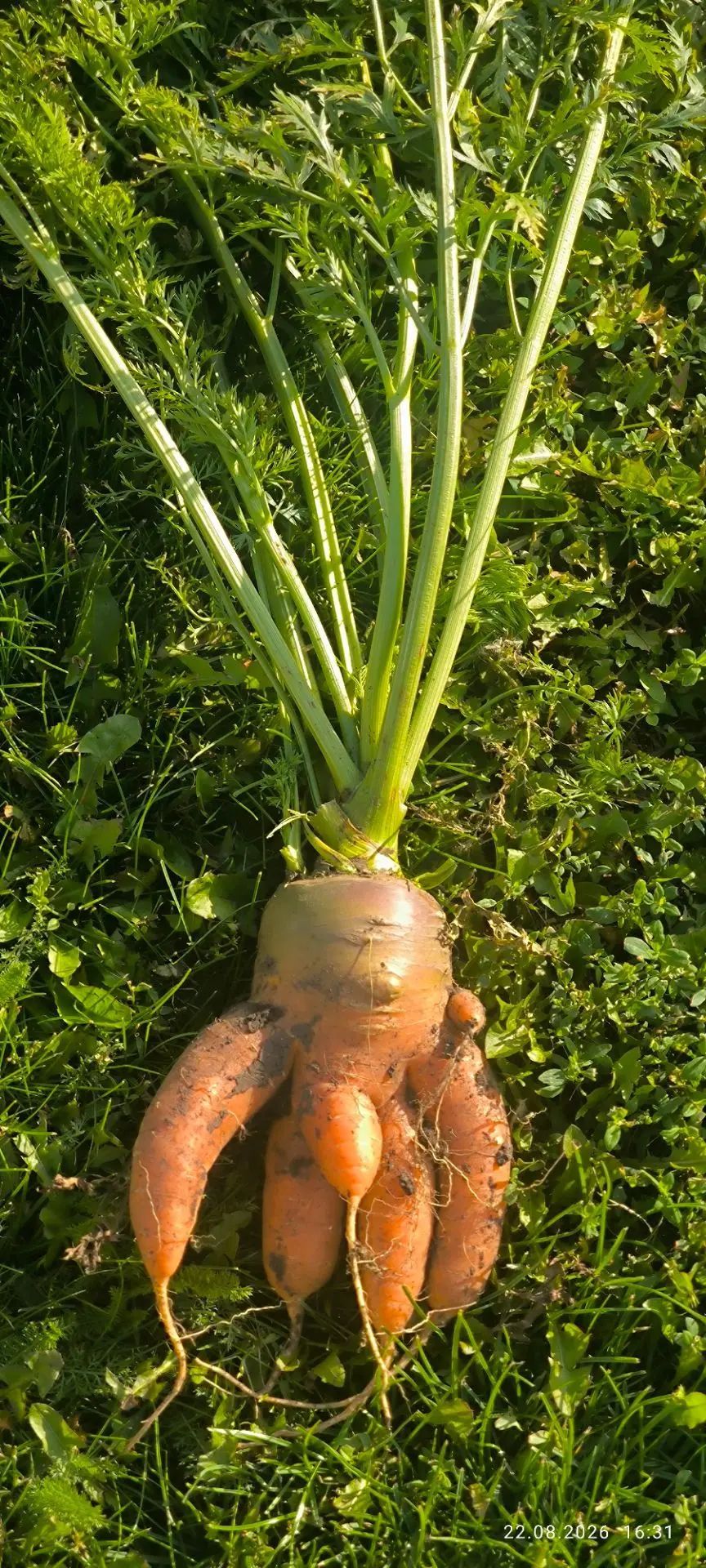 Морковь Розы Галимовой