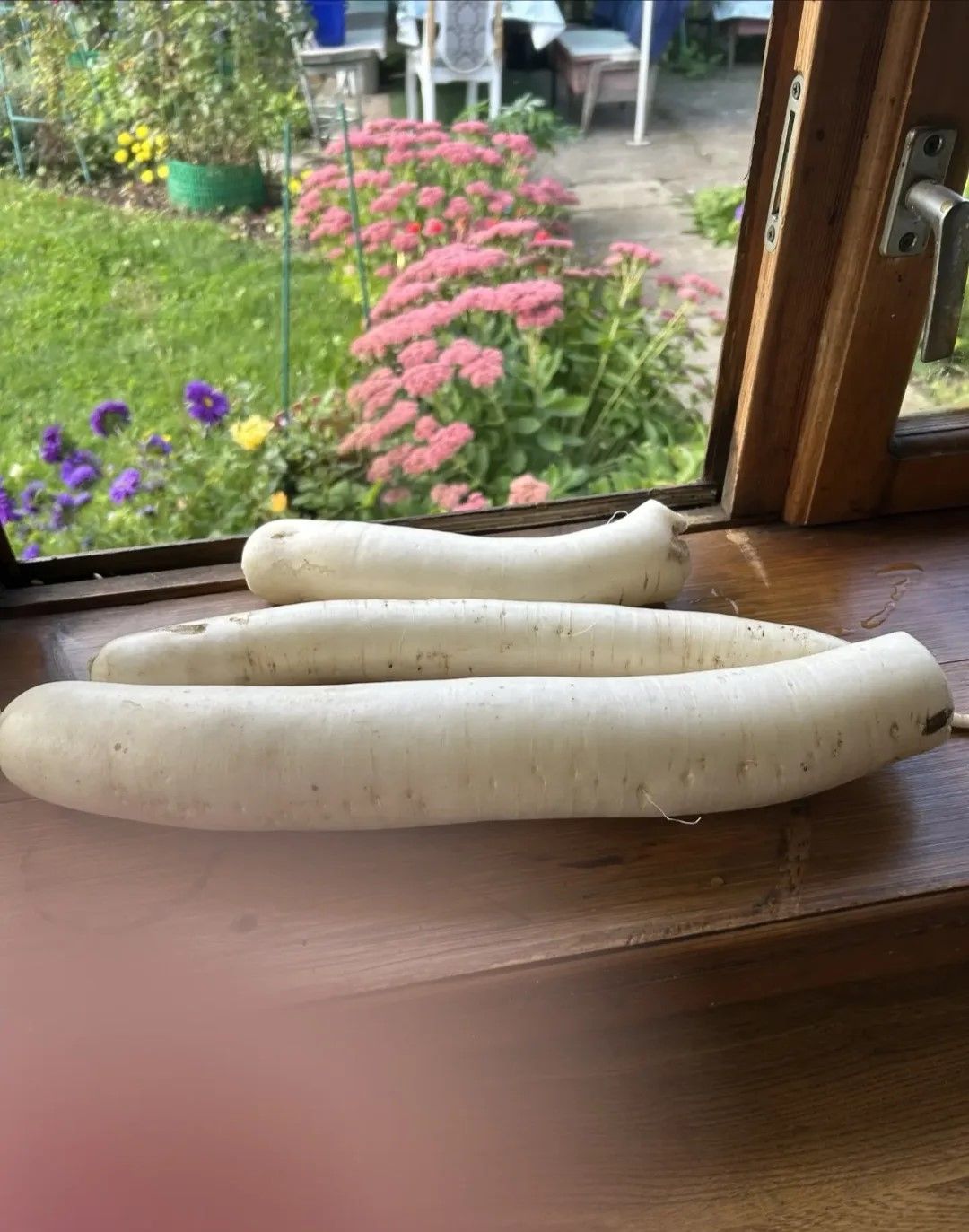 Плоды напоминают по форме крупную морковь и очень вкусны в салатах
