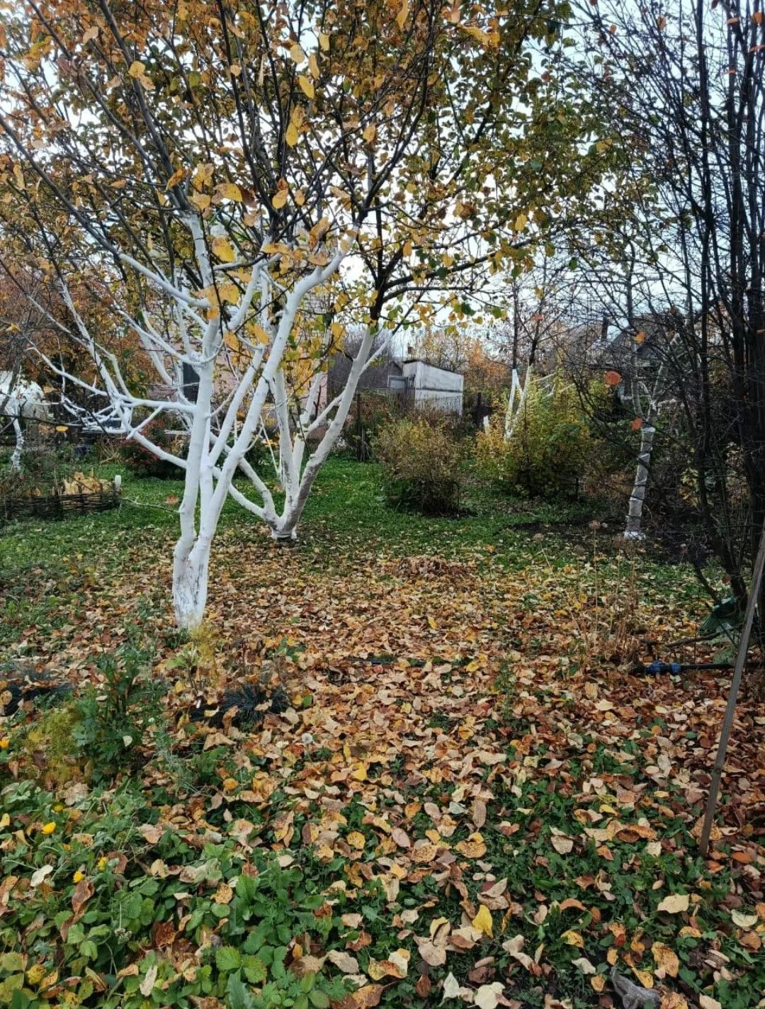 какие деревья можно белить