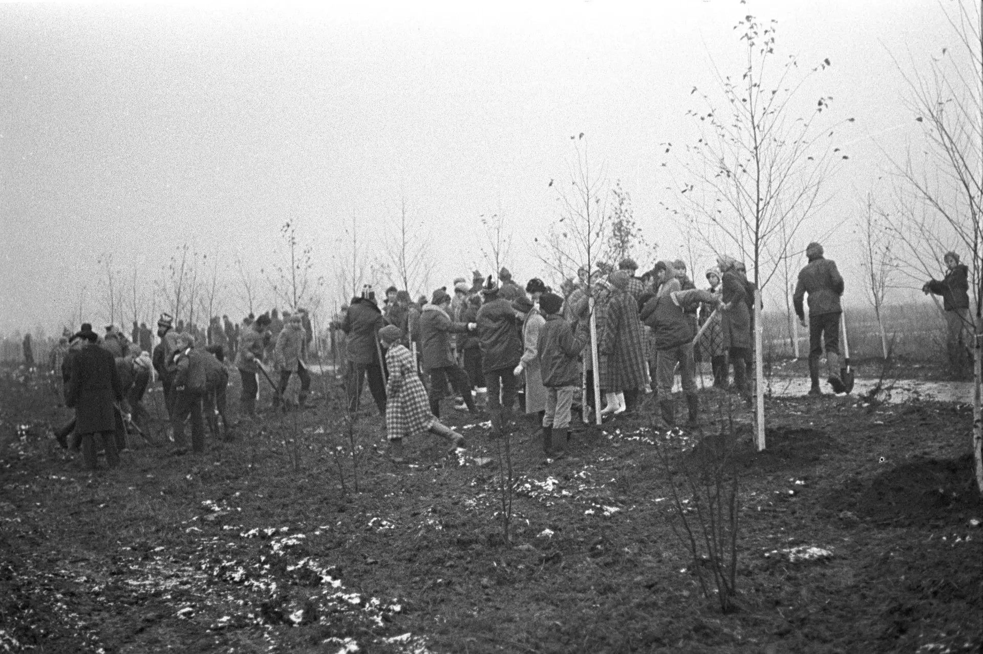 Кто не давал сажать тополя в Челнах и почему все изменилось в 1976 году