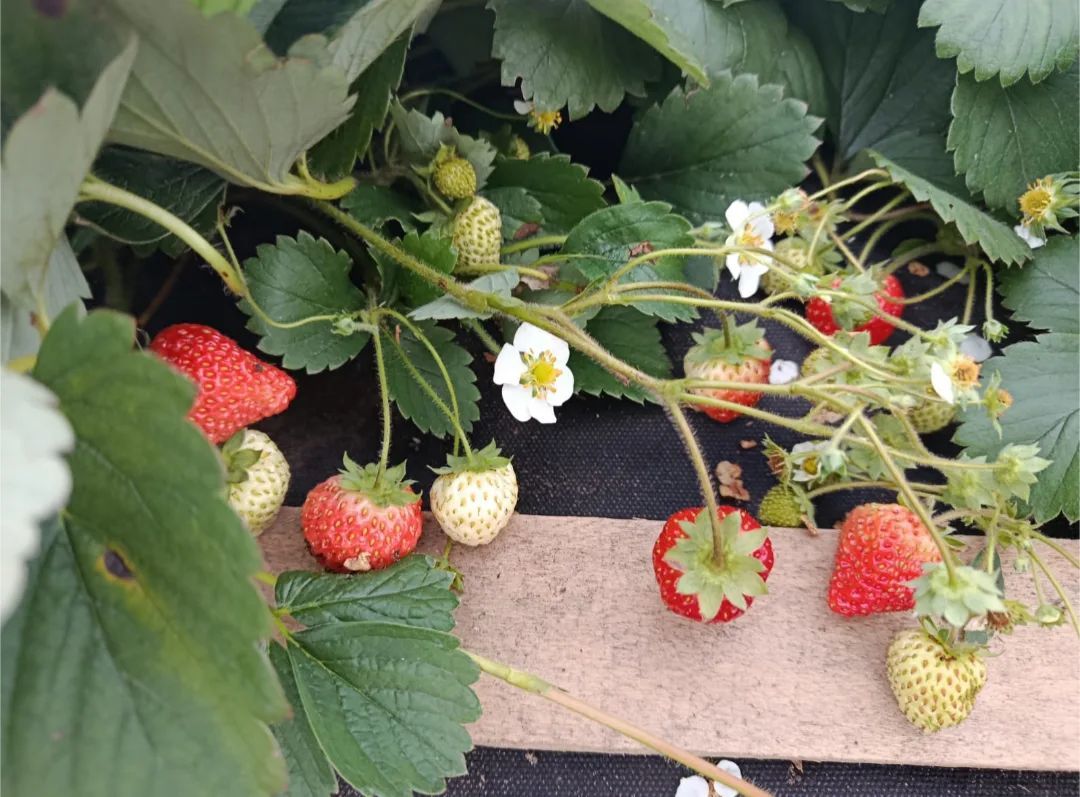 Аномальный октябрь в Татарстане 