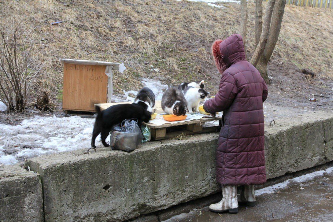 Бабушка кормит кошку рисунок