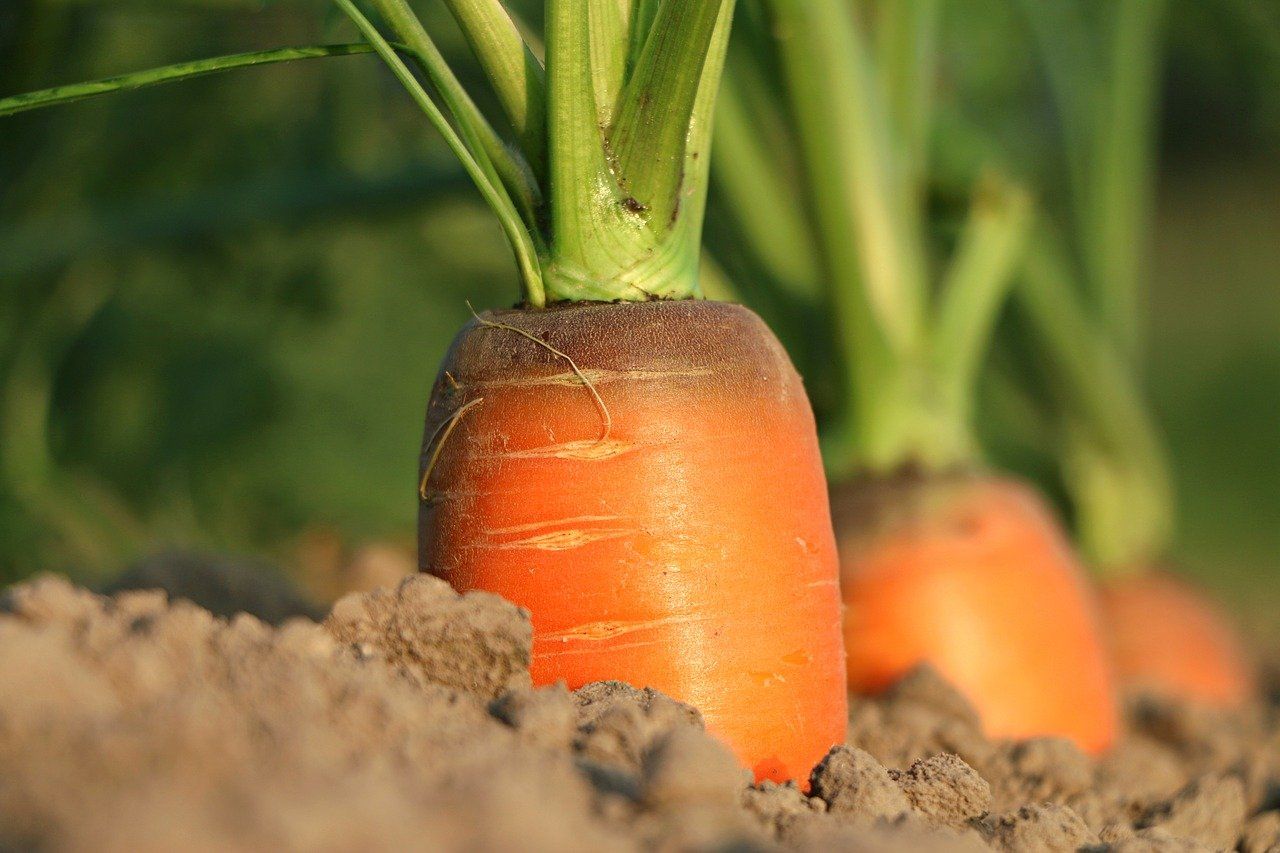 Чем подкормить морковь после того, как появились всходы