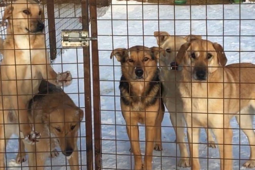 Собаки из приюта под Набережными Челнами замурованы в снежном плену