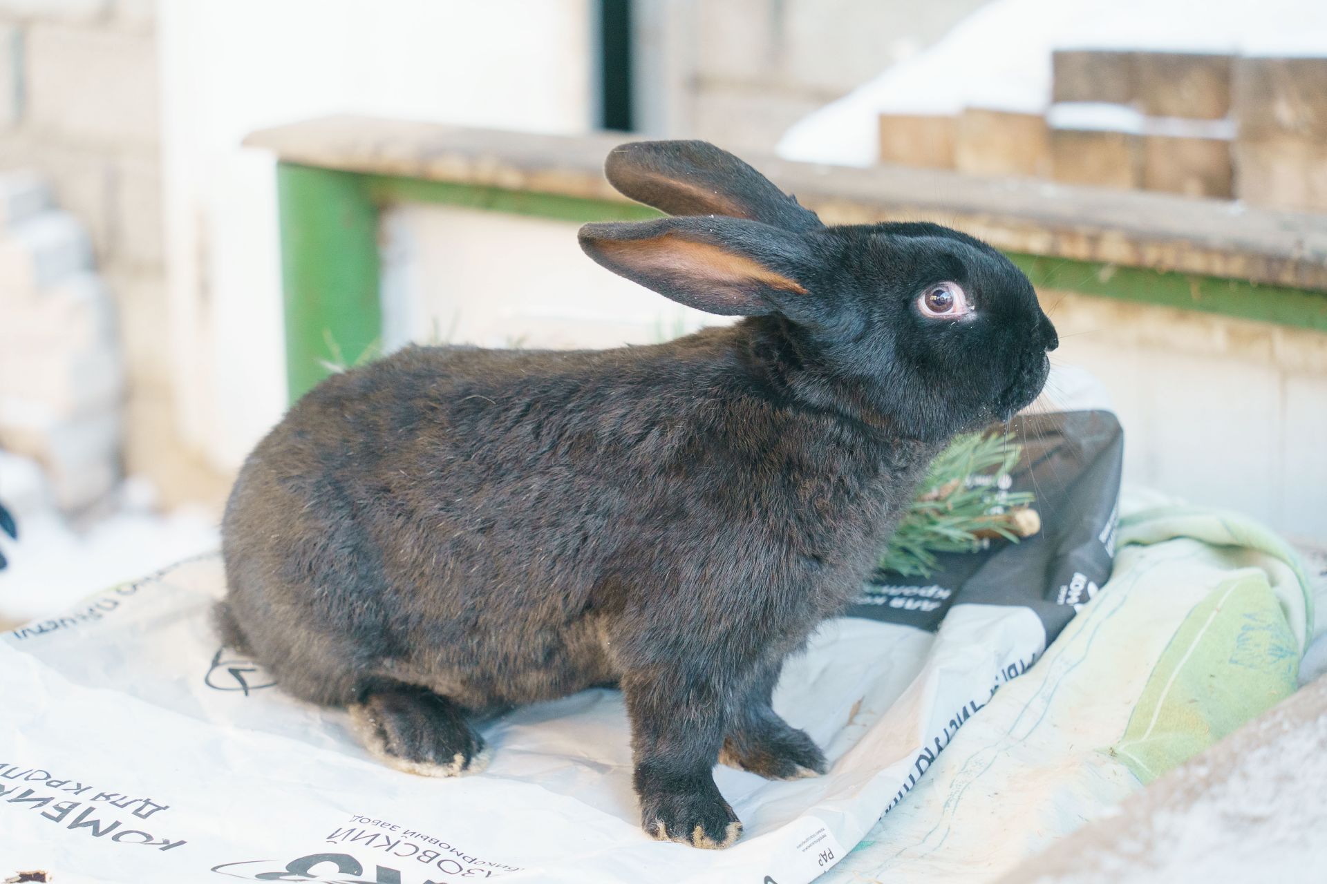 Ушастики в подарок: как челнинские пенсионеры восемь лет разводят кроликов
