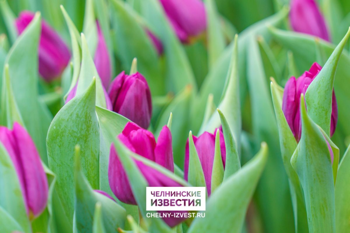 Цветочный рай: Горзеленхоз вырастил для челнинок 120 тысяч тюльпанов к 8 Марта