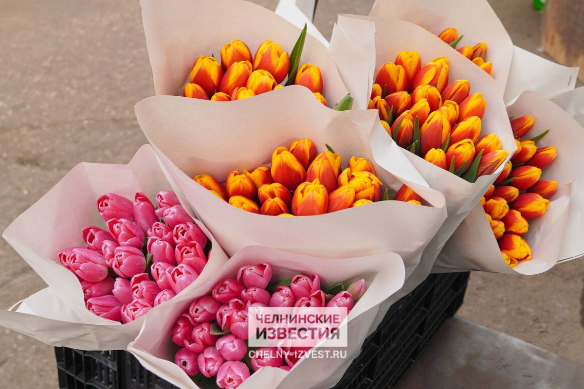 Для жительниц Челнов к 8 Марта вырастили около 100 тысяч тюльпанов