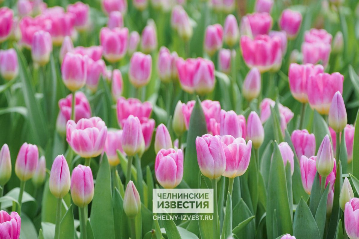 Для жительниц Челнов к 8 Марта вырастили около 100 тысяч тюльпанов