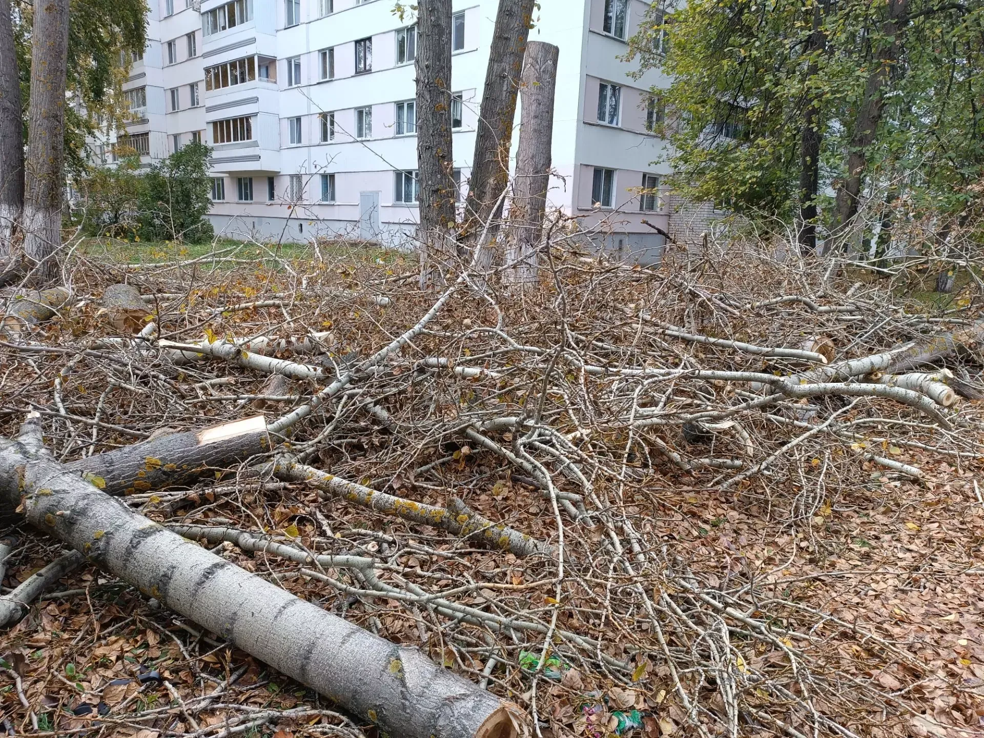 Спор о деревьях: челнинка против «топорной» обрезки, жилищники ссылаются на аварийность