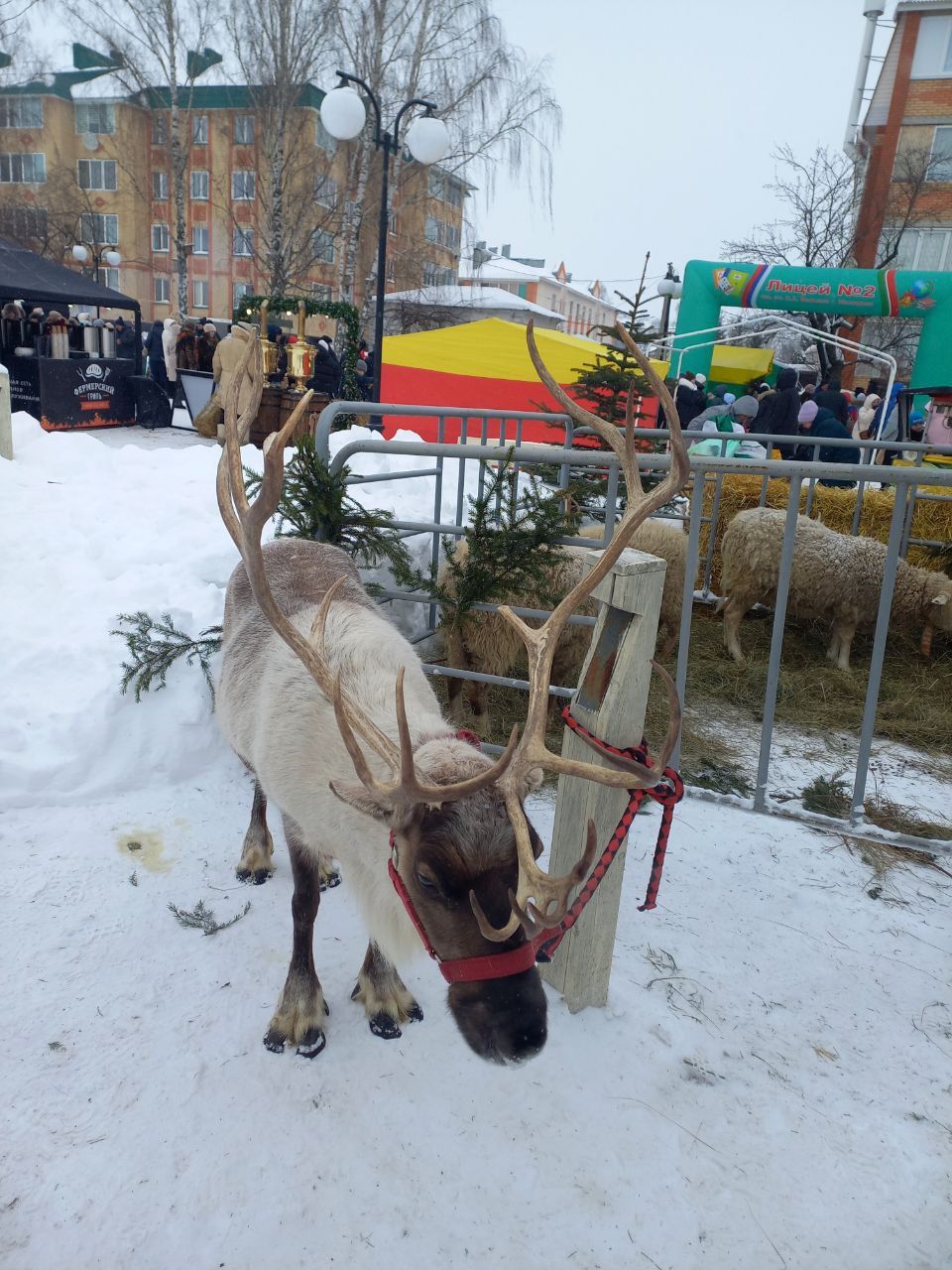 Фото: чем удивил челнинцев фестиваль креативных санок в Мамадыше