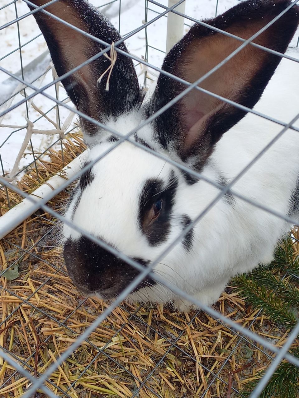 Фото: чем удивил челнинцев фестиваль креативных санок в Мамадыше