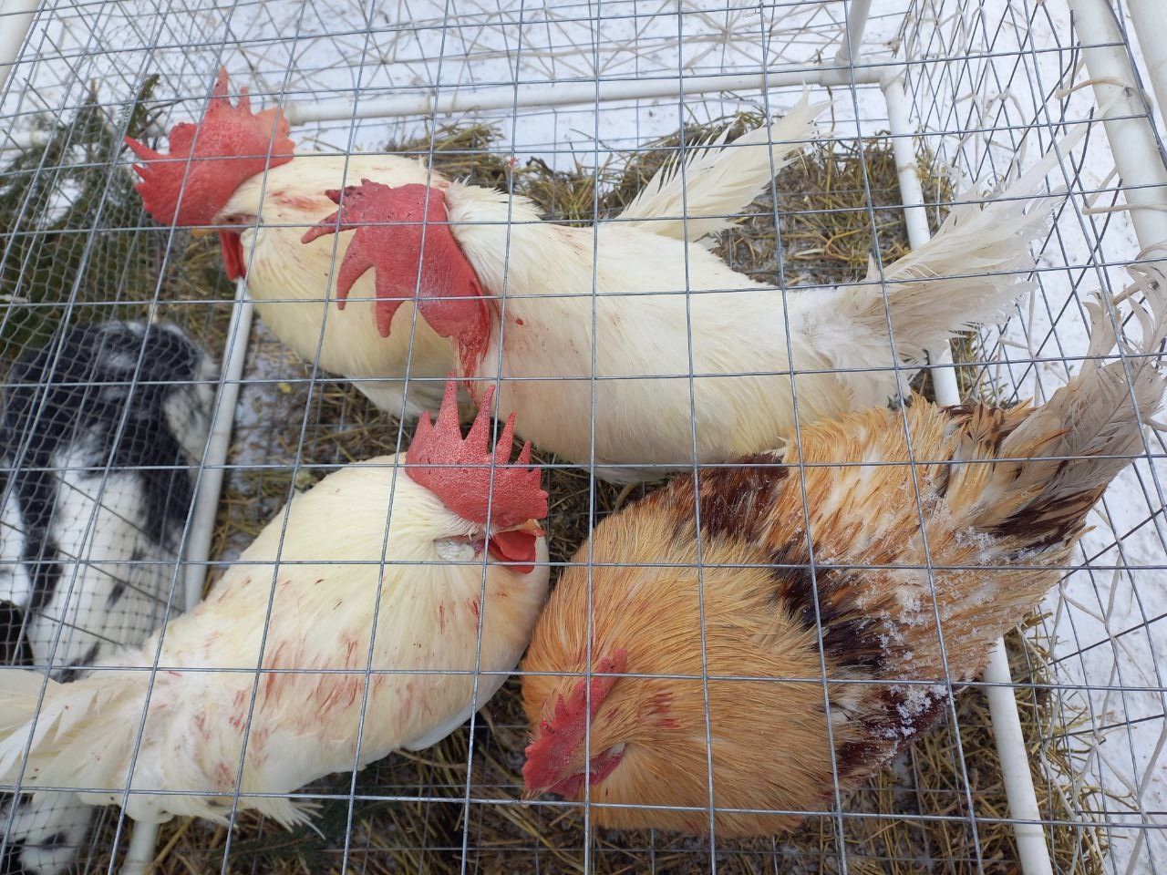 Фото: чем удивил челнинцев фестиваль креативных санок в Мамадыше