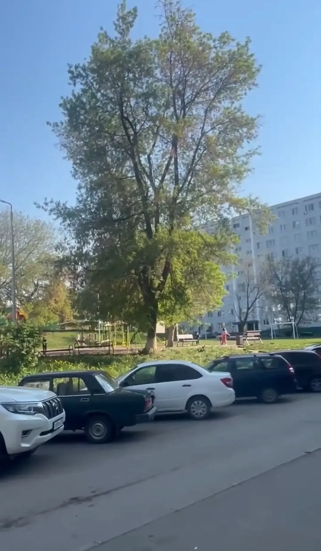 Челнинец снял кота, которого клевала ворона, с дерева и стал героем дома