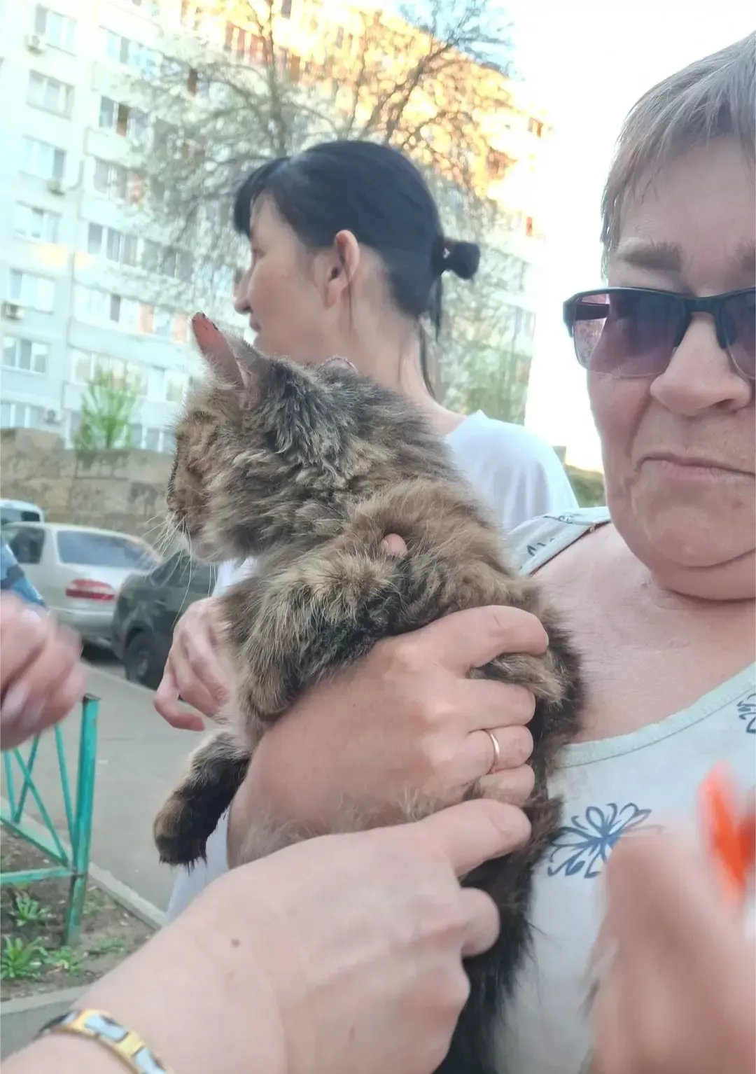 Челнинец снял кота, которого клевала ворона, с дерева и стал героем дома
