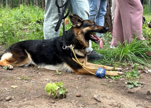 «Собака берет пример с хозяина»: кинолог о том, как убегать от бродячих псов и куда девать фекалии