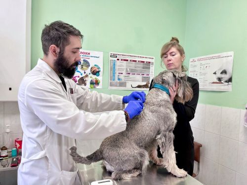 «В три месяца щенок должен быть чипирован»