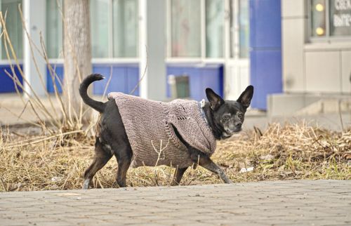Собачий рай: что ждет челнинцев с введением новых стандартов для выгула
