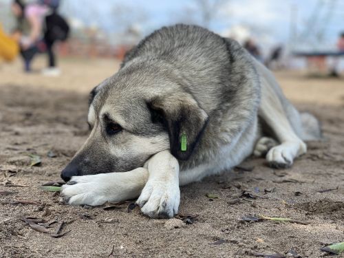 Закон «одного укуса»: в Татарстане будут усыплять бродячих собак