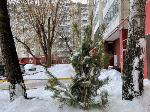 Не выбрасывайте праздник: как дать новогодней елке вторую жизнь