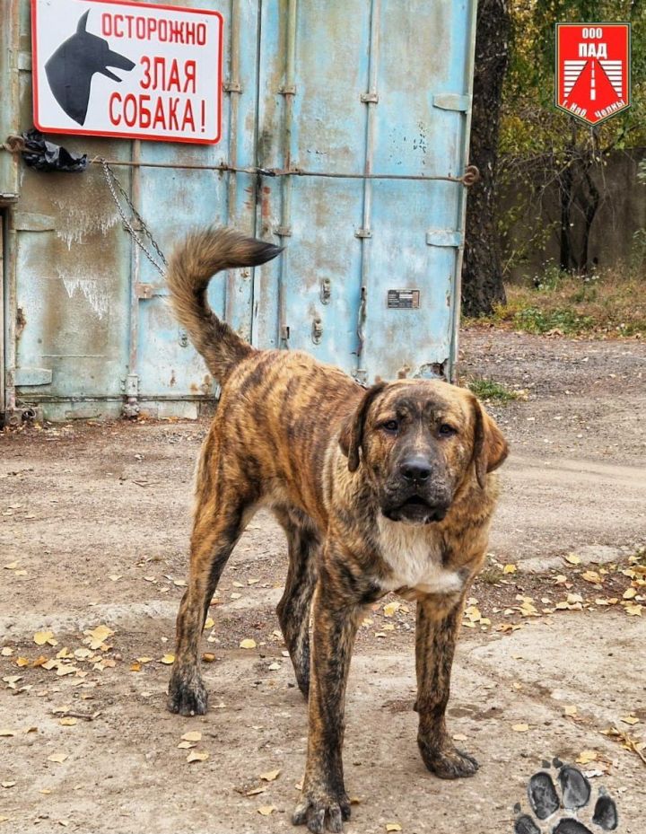 Любит жульен: в ПАД устроился охранник, который работает за еду Любит жульен: в ПАД устроился охранник, который работает за еду