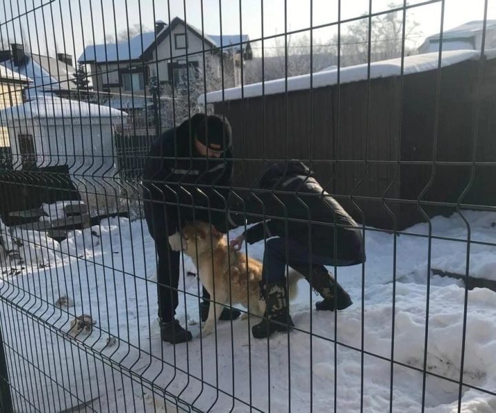 В «Старых Челнах» привили и чипировали домашних животных