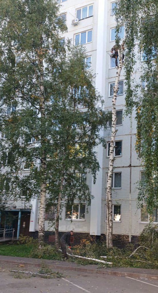 В Челнах старые деревья убирают с помощью альпинистов