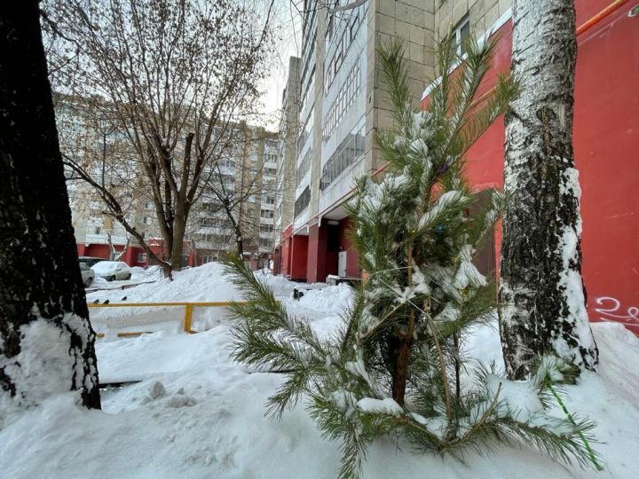 Можно ли в Челнах получить деньги за отслужившую новогоднюю елку