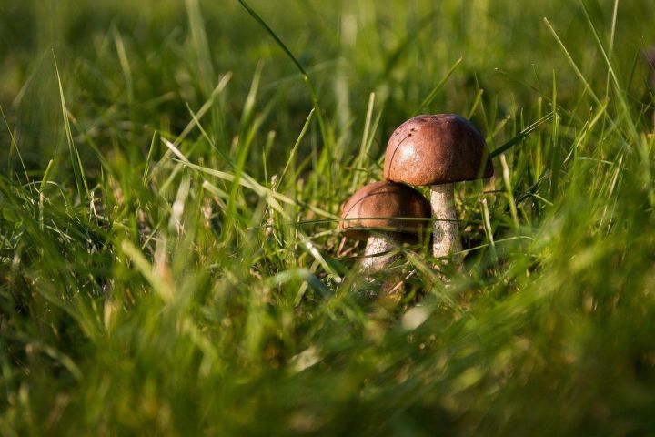 В России теперь можно собирать грибы лишь определенного размера
