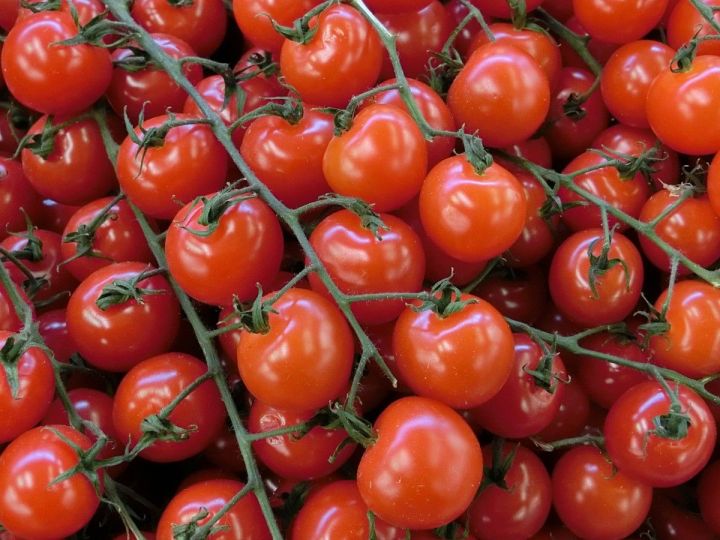Как сохранить собранные помидоры в жару без холодильника