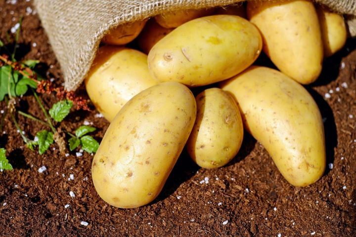 Несколько правил для отличной сохранности картофеля до следующего сезона