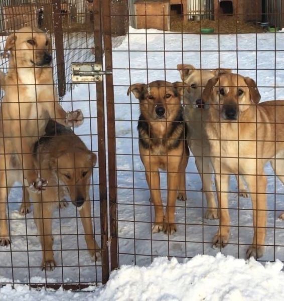 Собаки из приюта под Набережными Челнами замурованы в снежном плену
